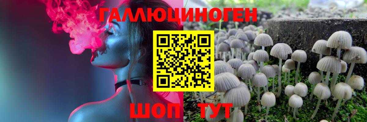 Галлюциногенные грибы Psilocybe Омск
